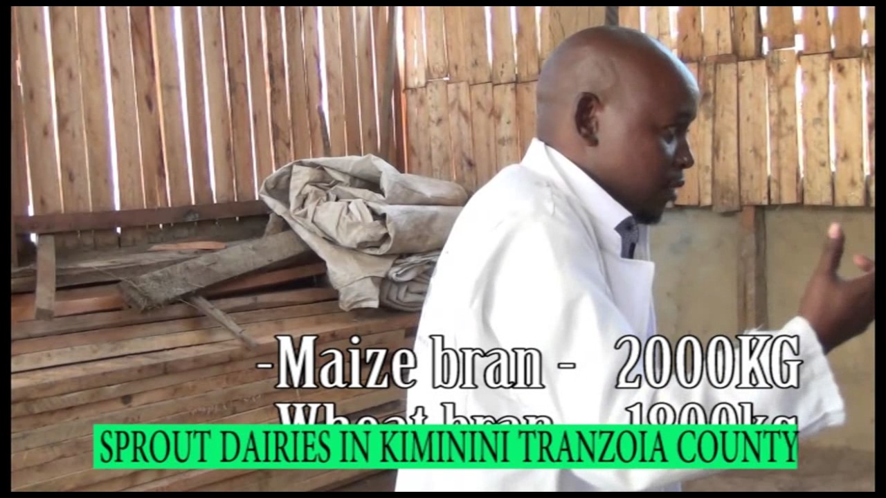 Sprout Dairies IN KIMININI tranzoia county-farmers check kts tv kenya