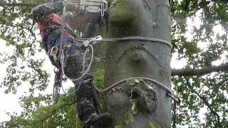 dismantling beech tree trunk in to rings