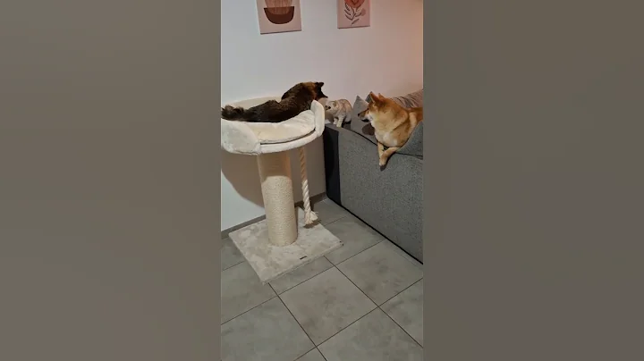 Video 11751821: british shorthair kittens, mainecoon britishshorthair, maine coon meets