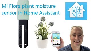 Mi Flora plant moisture sensor in HOME ASSISTANT