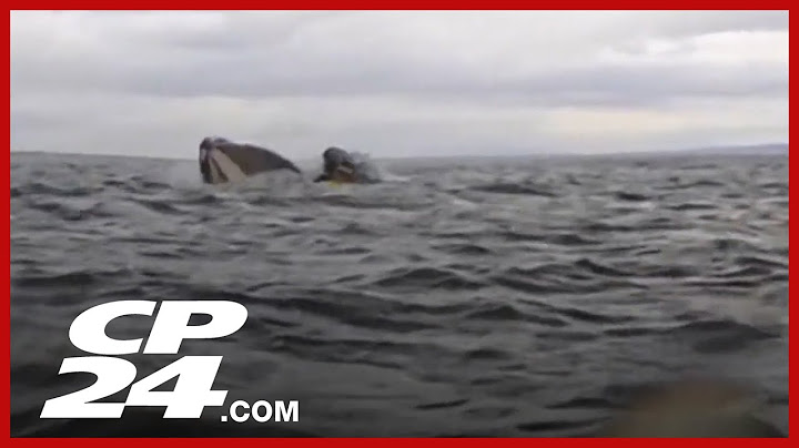 Humpback whale swallows kayaker off Chile before releasing him | Caught on camera