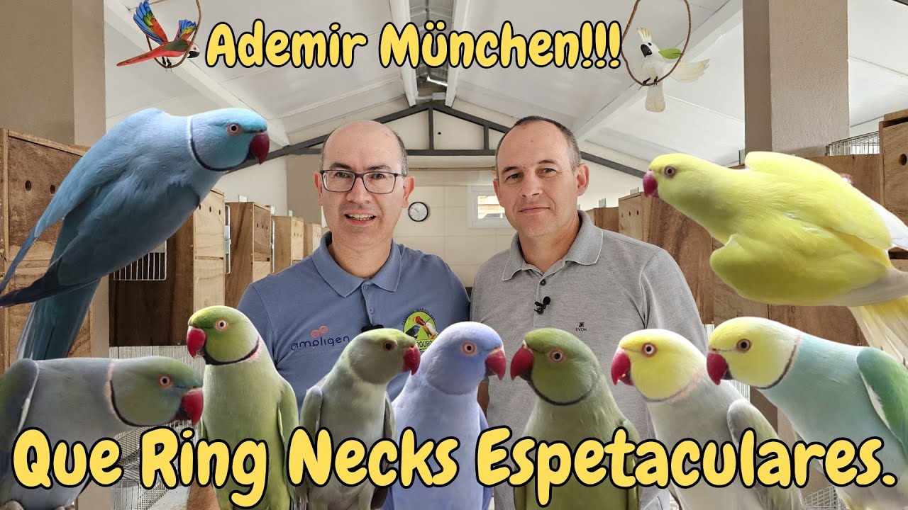QUE ESPETÁCULO ESSES RING NECKS DO ADEMIR MÜNCHEN!!!