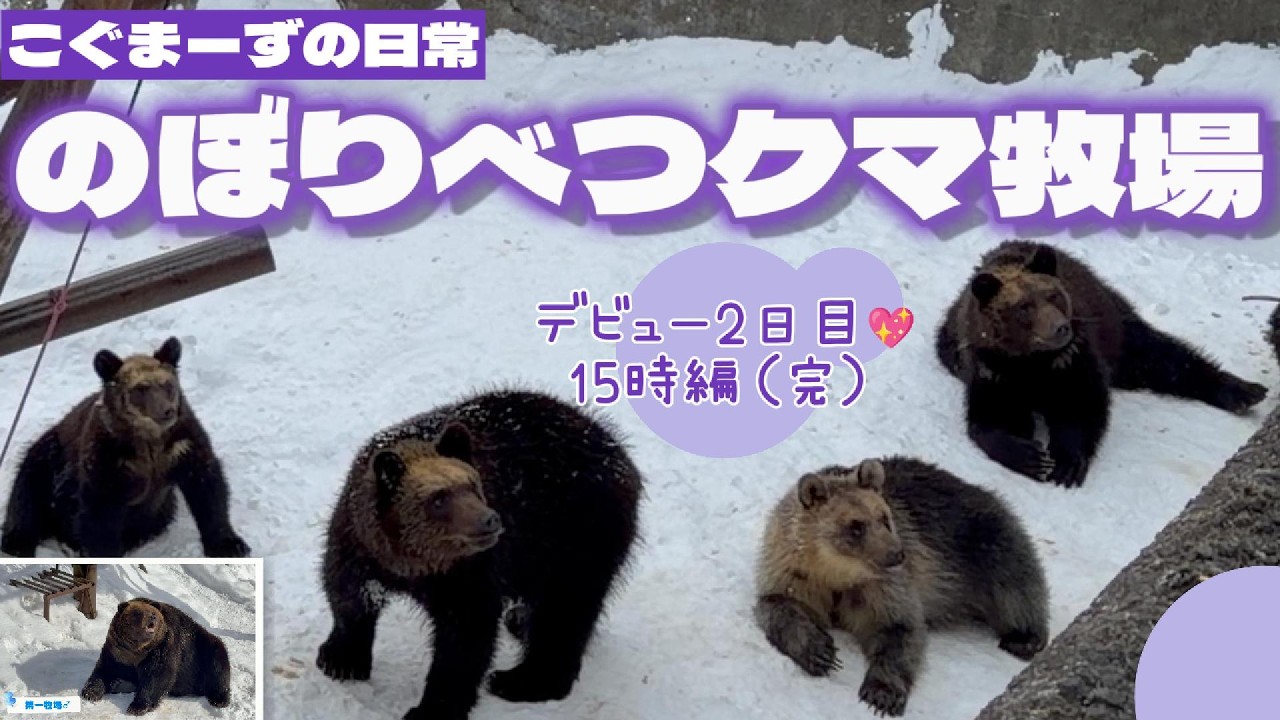 【2026/02②】こぐまーずの日常⭐︎デビュー2日目15時編（完）