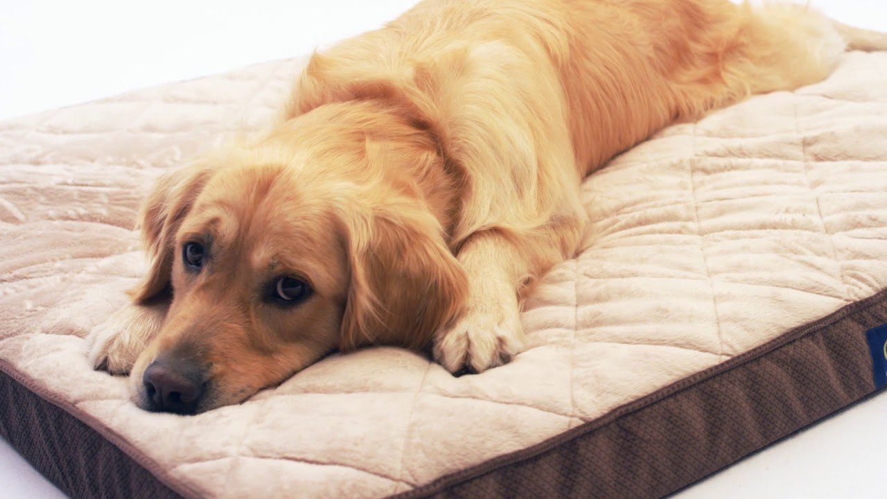 adairs pet bed