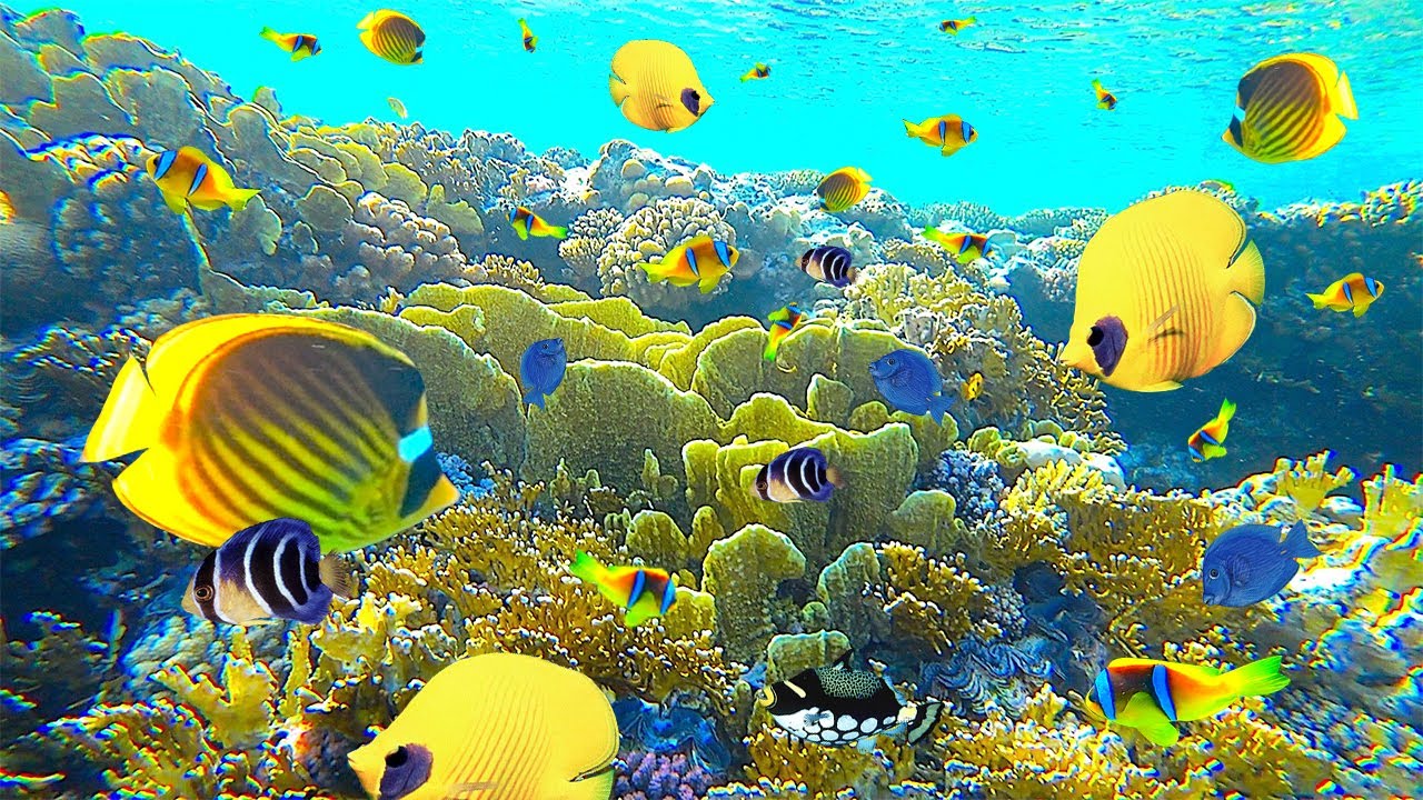 Coral video. Подводный риф Шарм-Эль-Шейх. Кораллы в Хургаде. Красное море риф Шарм Эль Шейх. Море в Египте Шарм-Эль-Шейх рифы.