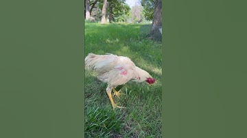 Update Rich Flair(whiteice younger brother)