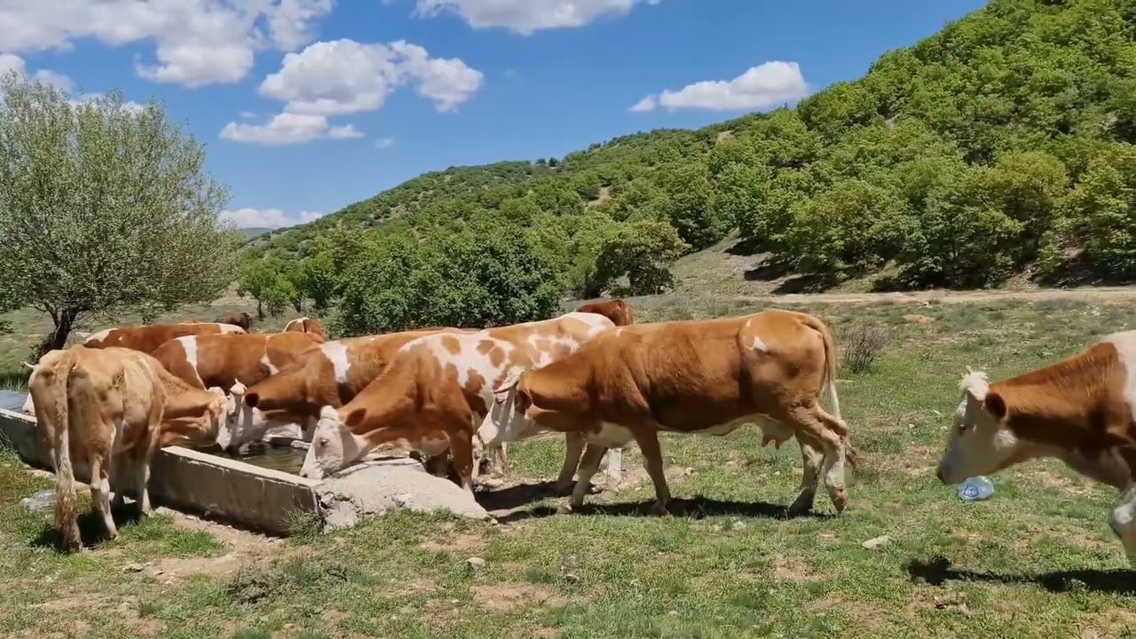 Kırıkkale Sulakyurt Faraşlı Köyü