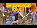 قصيت شعر العجل عنتر وعيد اقوي تجميعه فيديوهات مضحكه العجل عنتر وعيد ايمن محمد 