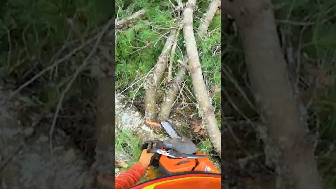 Chainsawing a Giant Pine Tree with Husqvarna 550xpg!