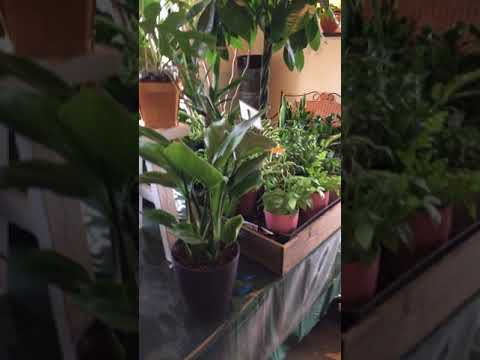 伊那市 花屋 観葉植物 新築祝い Youtube