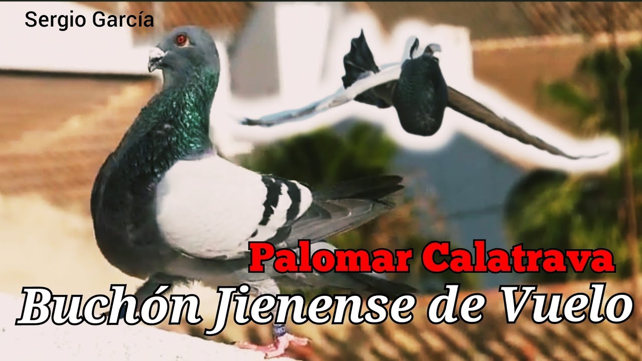 En el Palomar Calatrava ¡Y los increibles Buchones de Vuelo y Belleza! Buchón Jienense