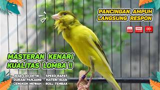 Kenari GACOR NGEREK‼️ Masteran Kenari PAUD dan Pancingan Kenari MACET BUNYI dan Betina NGIWIR -426