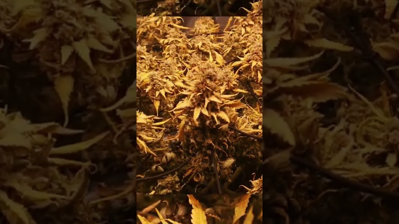 She was such a beautyful Pearl! Jamaican Pearl! Mars Hydro FC-1500 EVO!