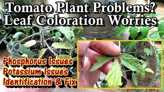 Identifying Potassium & Phosphorus Deficiencies in Young Tomato Plants: Magnified Examples and Fix!