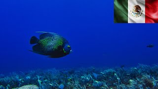 Scuba Diving Grampin Reef | Cancún, México 2021 screenshot 5