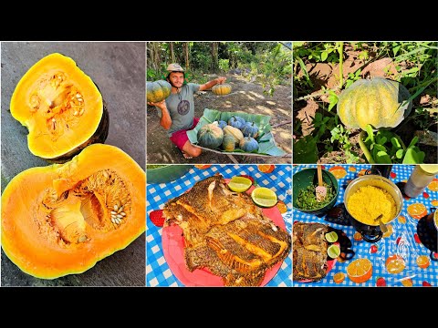 Um jantar be nordestino direto da roça // COLHEITA  de gerimum // pescaria  tilápias 