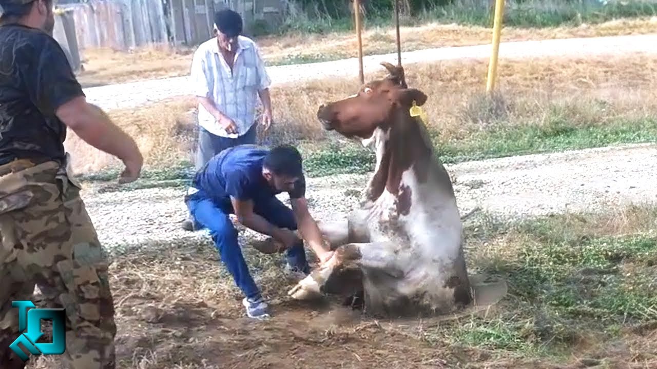 Снято Случайно, Но Взорвало Интернет! Удивительные Моменты с Животными!