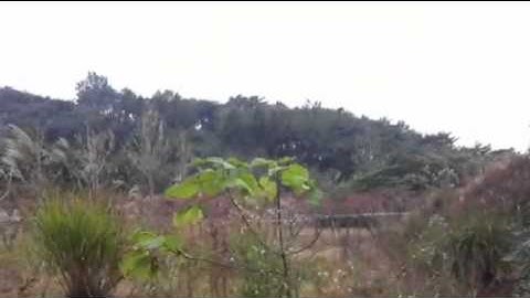 Sikorsky Skycrane moves tree, Helicopter Logging