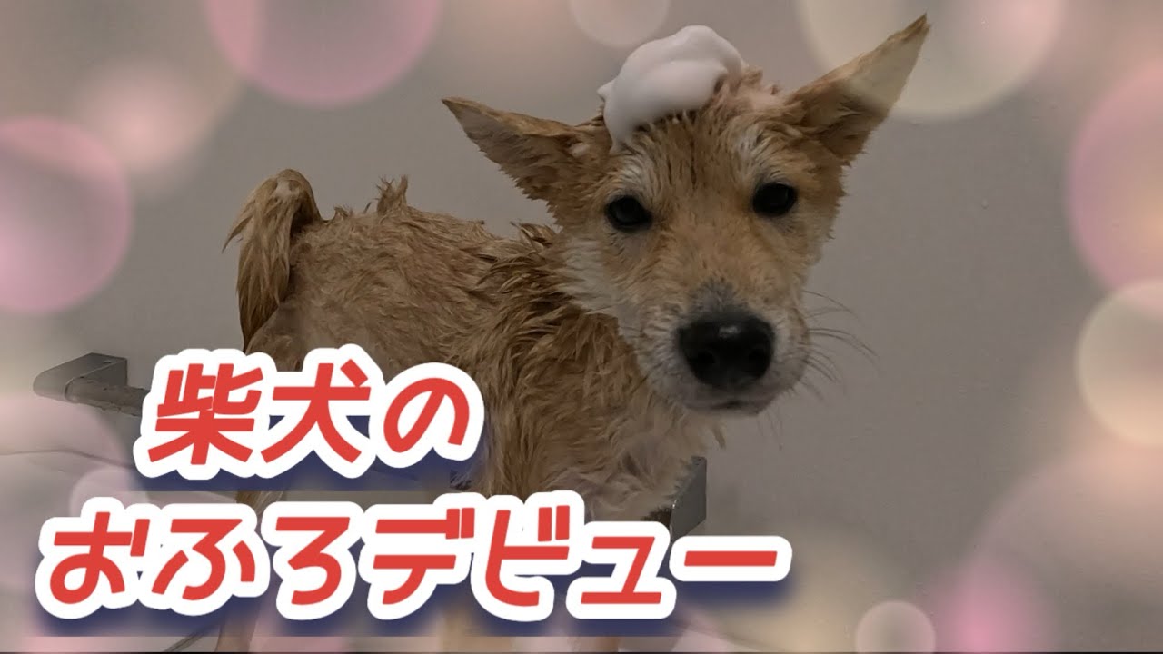 ドキドキ💓初めてのシャンプー  #柴犬 #こいぬ