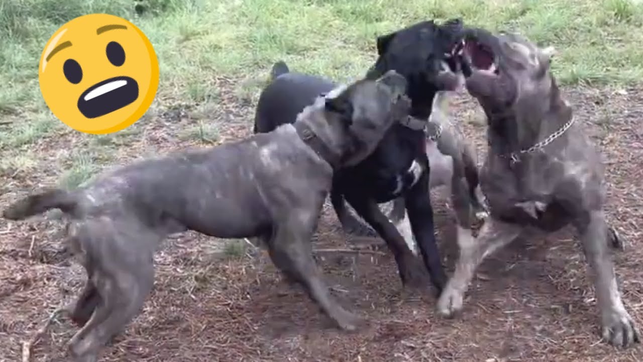 CANE CORSO REAL DOG FIGHT vs Play Fight (how to tell the difference