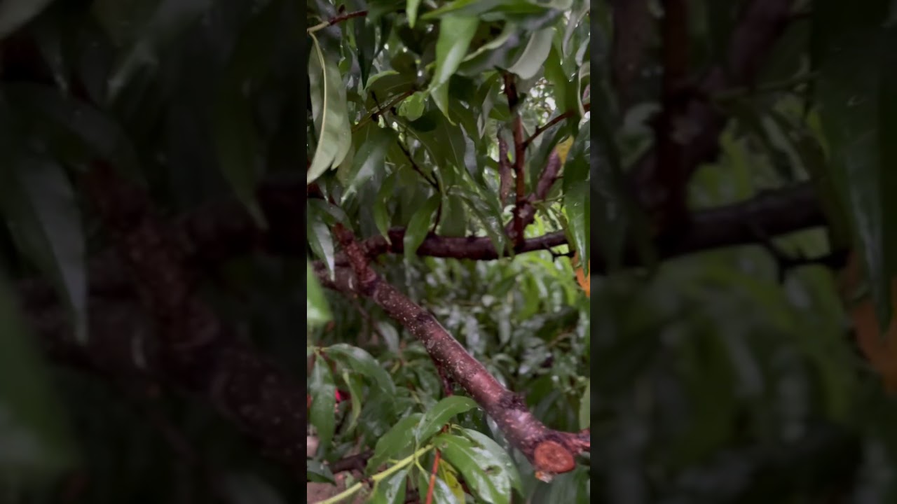 The Black Thumb is real 👍🏿 🥲 Theres always next year 🙃  