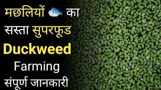 डकवीड फार्मिंग और Fish Feed के रूप में उपयोग || duckweed farming in india || duckweed farming guide