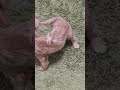 グルグル #music #犬のいる暮らし