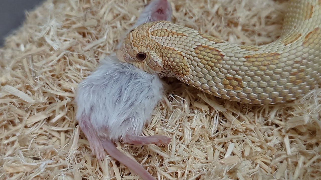 Curated visual reference: Feeding My Adult Hognose Snakes Photo Inspiration