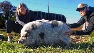 This Was NO Easy Task! Moving Peaches The Pig To The New Farm! (Updates On All The Farm Animals)