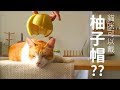 貓咪可以戴柚子帽嗎?【好味貓知識】第一季｜EP4