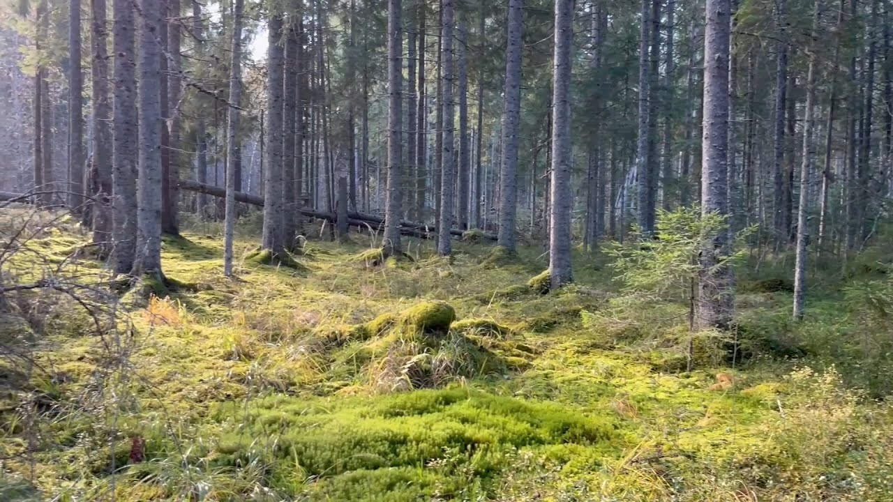 Монеты из лагеря РККА