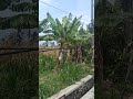 Kira kira itu apa pungsinya