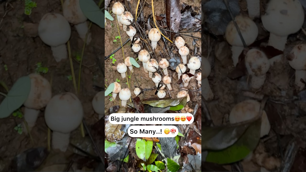 Jungle mushrooms 😍🍄 perfectly grown 😍😋 