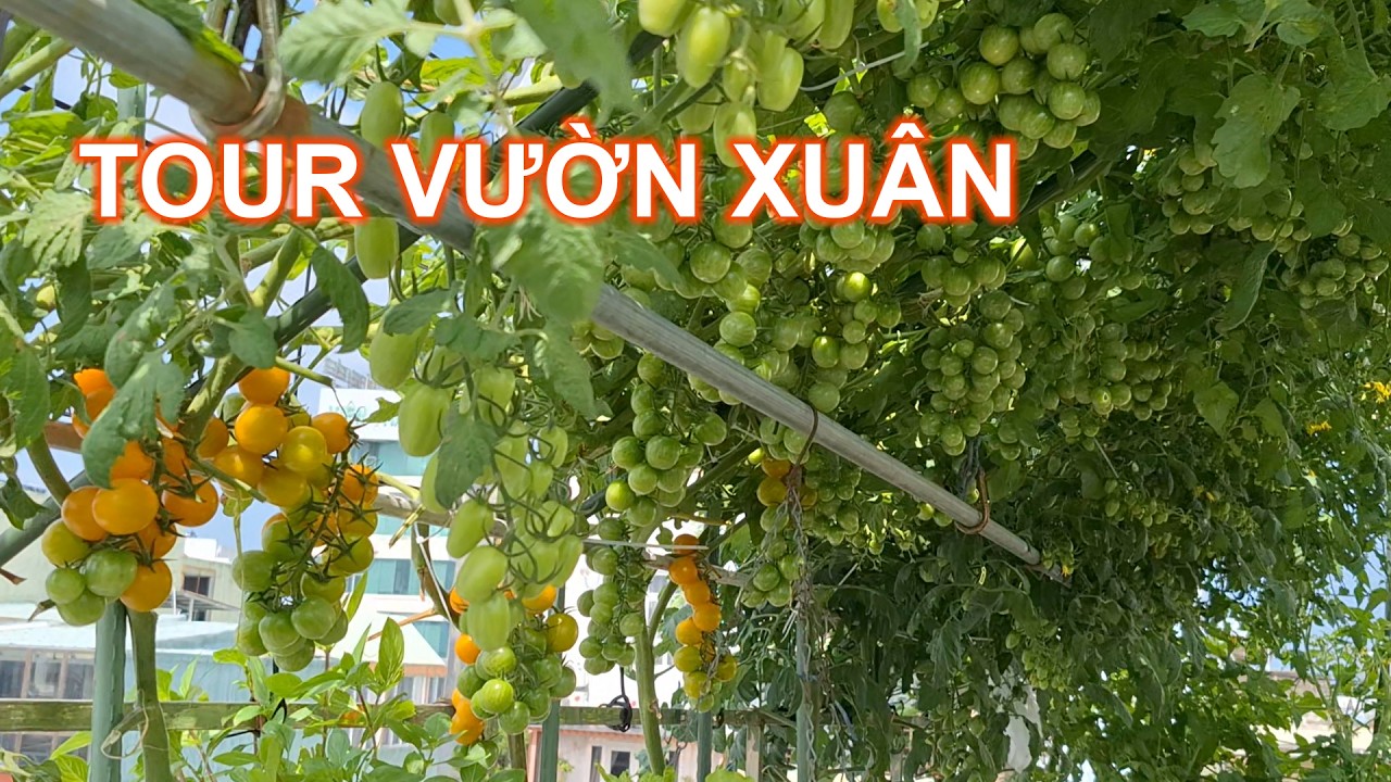 Biến sân thượng thành vườn rau mơ ước mùa xuân | LAN Garden #87