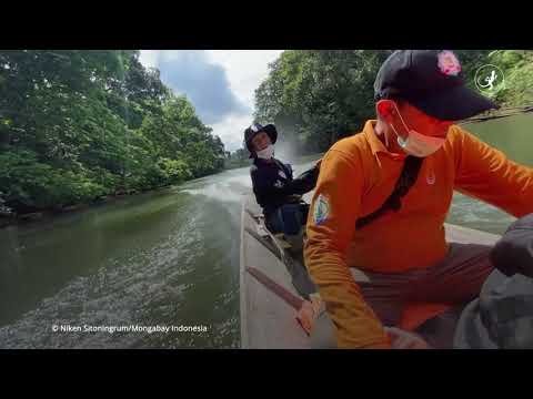 Sally Harus Pindah Rumah, Karena Hutan Sudah Tak Aman Lagi