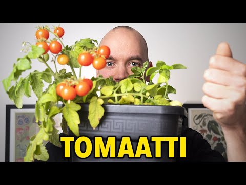 Video: Tynnyri Vihreä Tomaatti Resepti