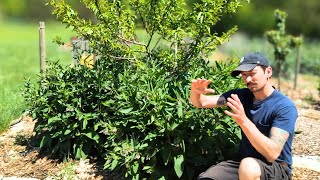 COMFREY Guild Chop and Drop Techniques