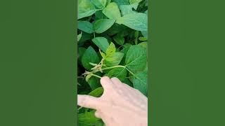 kebun kacang(@aatjubaedah5580 ) #sundanesevocals #followers #expandable