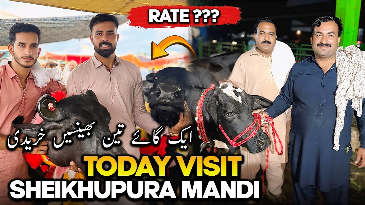Alhumdulillah Buy 3 Buffalo's & 1 Cow 🐄🐃 | شیخوپورہ منڈی کے کیا حالات ہیں کیا ریٹ ملا ؟