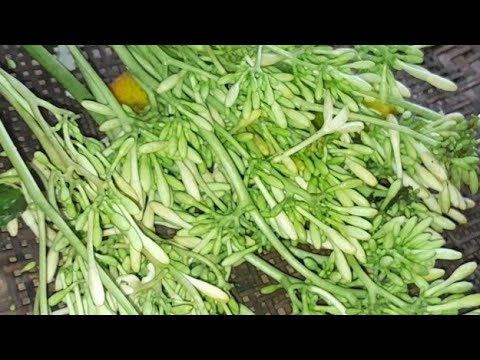 Modipol bibal aro gambalori  pajia.