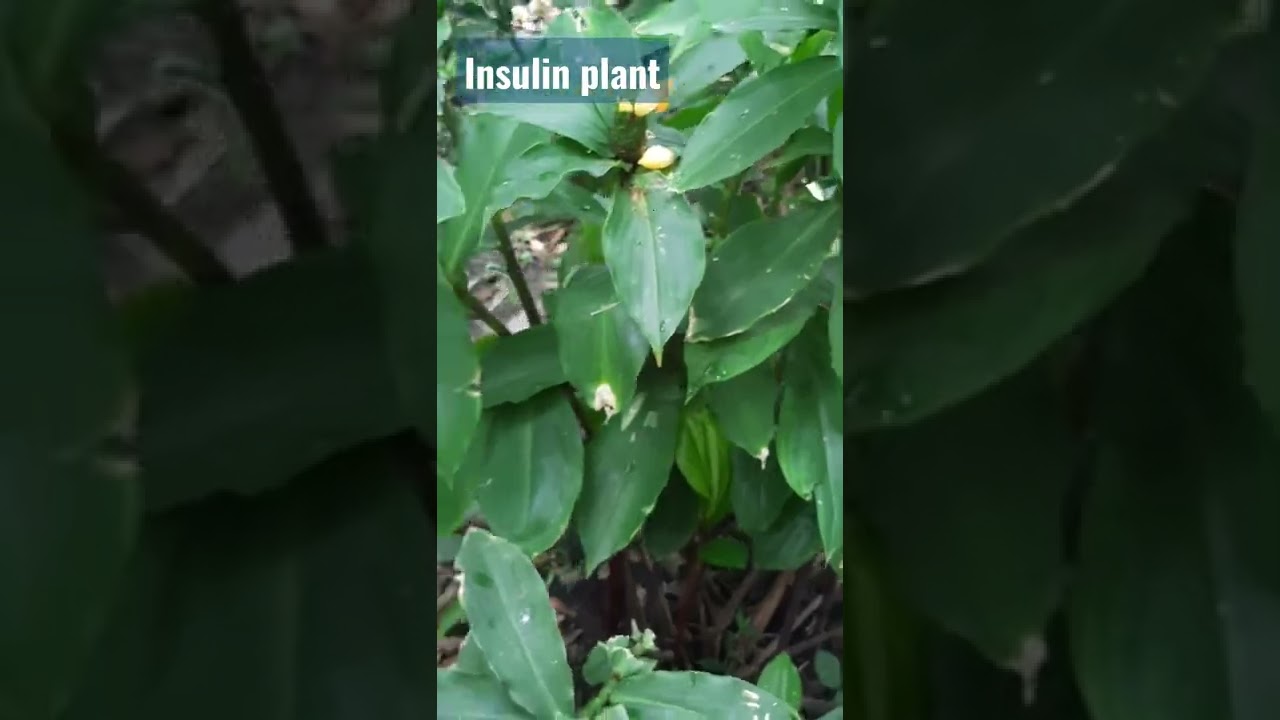 Insulin plant: Costus igneus..Identification of Medicinal plants