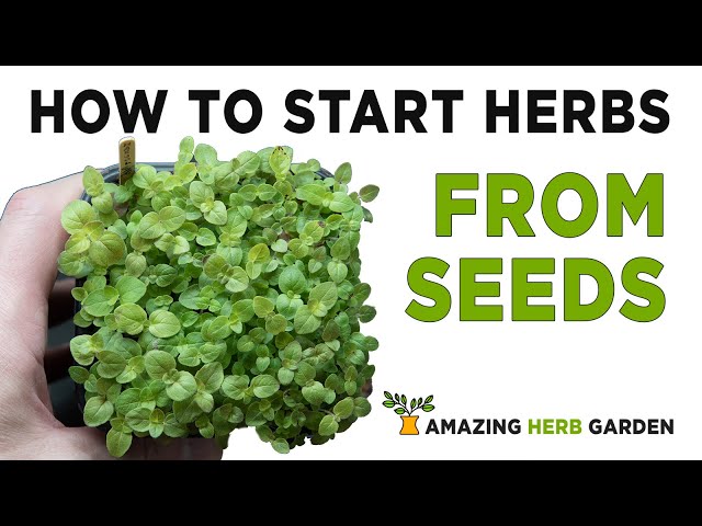 How to start growing herbs from seeds - orgeano and rosemary - YouTube