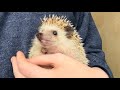 Real behavior of hedgehogs