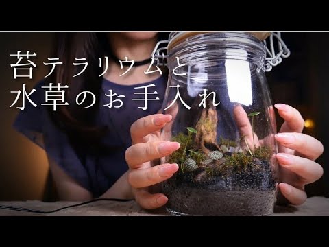 ASMR 水草のお手入れと苔テラリウム/囁き声