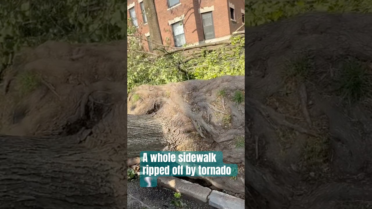 St. Louis tornado rips off trees and a sidewalk ! 