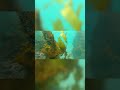 What’s 11,000 Meters Below Sea Level? 😱 | Sea Zones Explained #ytshorts #facts #reels #viral #news