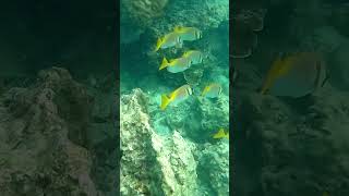 Снорклинг  в Андаманском море, острова Пхи Пхи, Таиланд. Snorkeling , Phi Phi Islands, Thailand