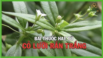 Thảo Dược Chữa Ung Thư Hiệu Quả I Công Dụng Của Cỏ Lưỡi Rắn Trắng I Bài Thuốc Hay Từ Cây Lưỡi Rắn