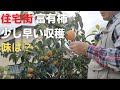 柿のちょっと早い収穫【糖度】【今年の富有柿】【豊作】2022月10月14日