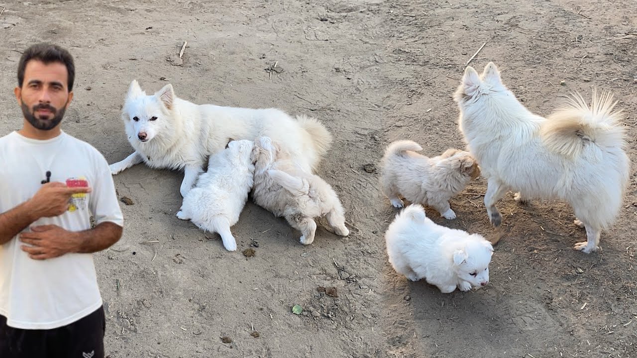 Gracie apne Puppies ko Dhond Pila Rahi👨‍🍼Zero Size Russian Puppies 🐶 Pets Lover in Punjab 